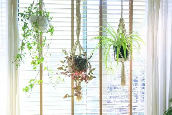 Hang A Flower Plant On The Bay Window Grill