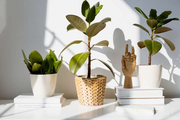 Common Challenges in Indoor Plant Care
