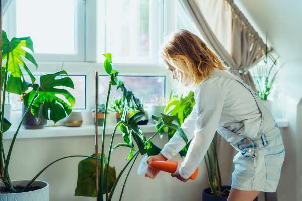 Watering and Feeding Your Indoor Plants