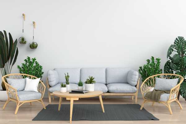 Caring for Your Living Room Plants Tips and Tricks