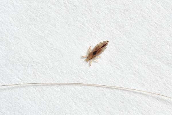 Conditions That Affect Lice Survival on Bedding