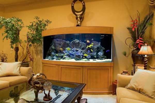 Where to Place Aquarium in Living Room for Best Setup